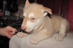 wolf hybrids for sale