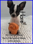 Exceptional Male AKC Applehead Chihuahuas