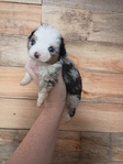 Toy Aussiedoodle bread back to aussie