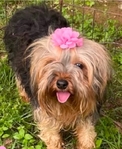 Yorkie