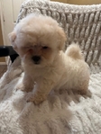 Beautiful Toy Shihtzu/Longhaired Frenchbulldog Puppies