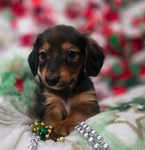 Beautiful Dachshund Puppies