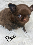 AKC Male Longcoat Applehead Chihuahuas