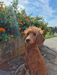Female Goldendoodle