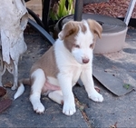 Border Collie Puppies