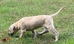 Black Mouth Cur Puppies