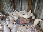 Quail (Bob White or TX A&M Jumbo White Coturnix