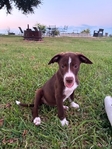 3/4 Border Collie Puppies