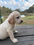 Yellow English Male Labrador Retriever