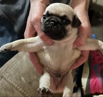 Pug puppy