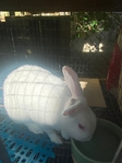 Purebred New Zealand Doe Rabbit