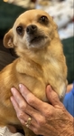 Lovable Male Chihuahua