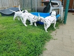 Beautiful Dalmatian puppies