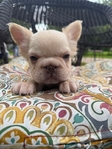 Fluffy French Bulldog
