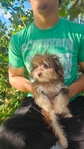 Female YorkiPoo $500 6m 3lbs
