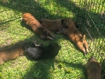 Free Belgian Malinois mix puppies