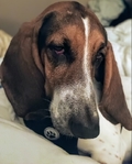 Basset Hound