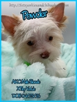 AKC Extra Tiny Male & Female Blonde Parti Yorkies