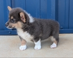 Two Registered Bluie Pembroke Corgi males
