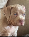 American Bully puppies