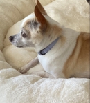 Sweet Female Chihuahua