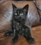 KITTENS
