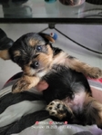 Yorkie puppies