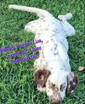 Belle's dalmatian puppies