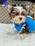 AKC Micro Male Chocolate Parti Yorkies