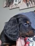 Ckc long-haired miniature dachshunds