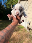 Blue brendal American bully female