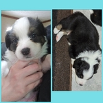 Full blooded Australian shepherds