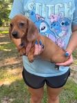 Mini dachshund pups