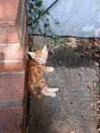 Free Kittens in Port Arthur