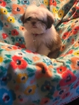 Shih tzu