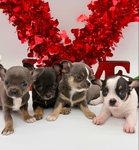 AKC Valentine Applehead Chihuahuas
