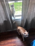 Free Cats to good home