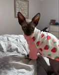 Sphynx Cat