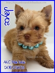 Stunning AKC Male Yorkies