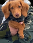 Female long haired Mini Dachshund for sale