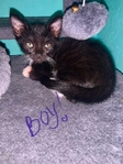 Free kittens to good home!