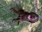 Lab mix puppies FREE