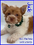 Radiant AKC Male Yorkies