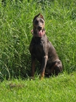 Registered Blue female doberman!