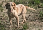 AKC Reg. Beagle pups