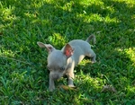 Full Blooded Chihuahuas