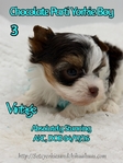 AKC Micro Male Chocolate Parti & Chocolate & Tan Yorkies