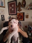 Pitbull