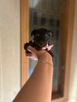 Adorable micro yorkie