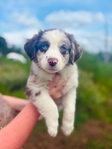 Australian shepherd’s